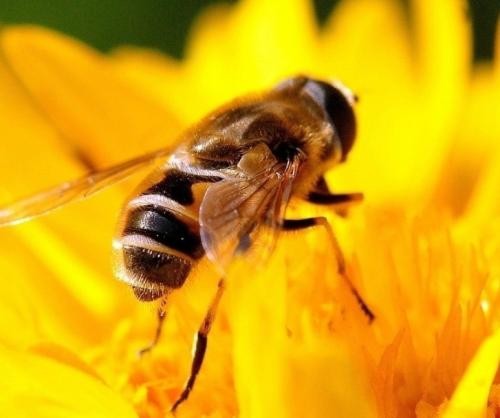 黔東南施秉蜂種繁育供應，免費傳授技術，免費上門指導