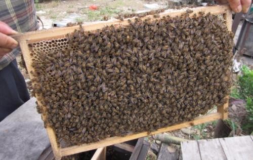 遵義市中蜂養殖基地，成本低，有商機