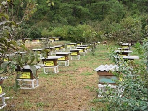 黔西南蜜蜂養殖技術，成本低，有商機