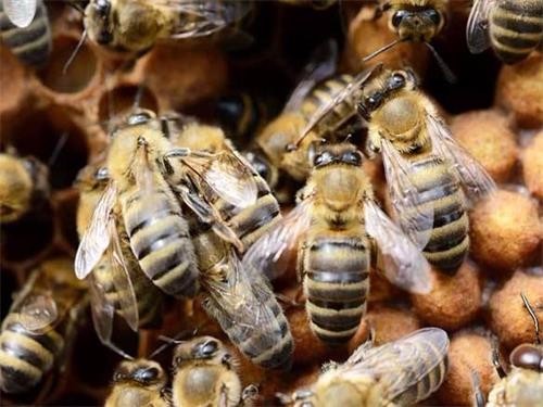銅仁蜜蜂養殖技術，養殖創業項目培訓