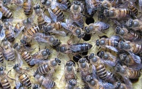 安順市蜂種繁育供應，一對一技術培訓