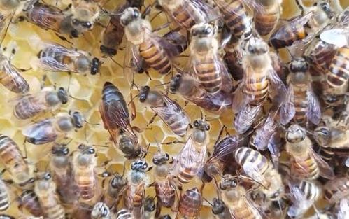黔東南丹寨蜂種繁育供應，科學養殖