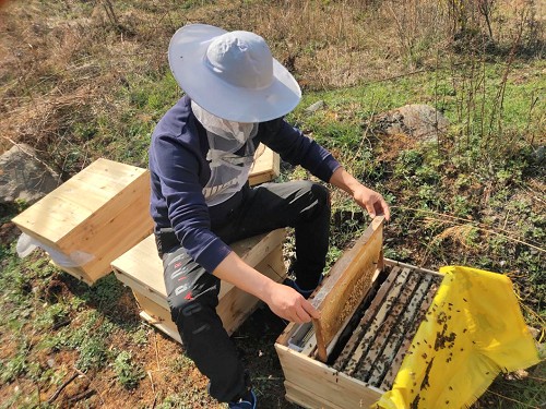 黔東南麻江蜂種繁育供應，全程技術支持
