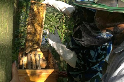 貴州黔東蜂蜜加工研發，團隊技術力量，質量保證