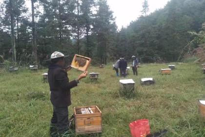 黃平蜂蠟加工服務中心，黃平野蜜蜂引誘回家的蜂蠟服務蜂引方法方法