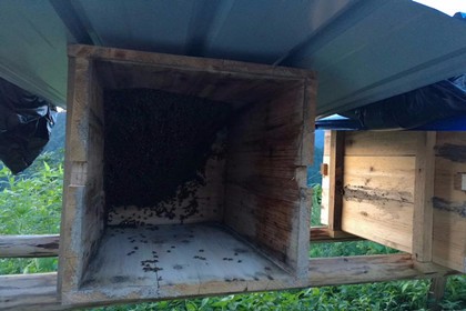 黔東南蜜蜂養殖基地，高品質，您放心的選擇