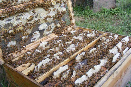 在業界獲得了良好的口碑，黔東南蜜蜂繁育基地