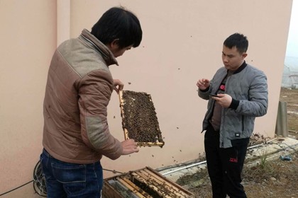 黔東南蜜蜂養殖服務中心，蜜蜂如何快速繁殖