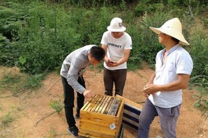 冷空氣時，蜜蜂管理的3個技巧，黔東南蜂蜜保健品銷售