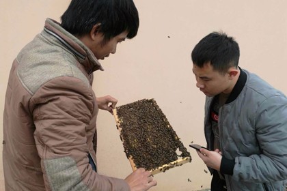黔東南蜜蜂養殖基地，蜜蜂為什麼會逃跑