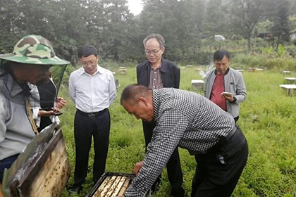 貴州黔東黃平蜂蠟加工，專業的所以質量更優