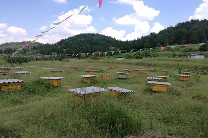 滿足客戶不同的需求，黔東南中蜂養殖技術