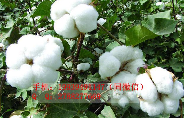 棉花用什么肥料,帕尔奇棉花叶面肥膨大棉桃促高产