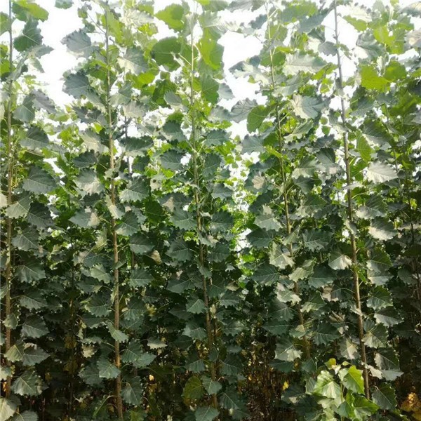 107杨树苗基地107杨树苗供应107种条扦插段