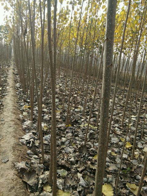 杨树苗107杨树苗107速生杨107种条扦插段