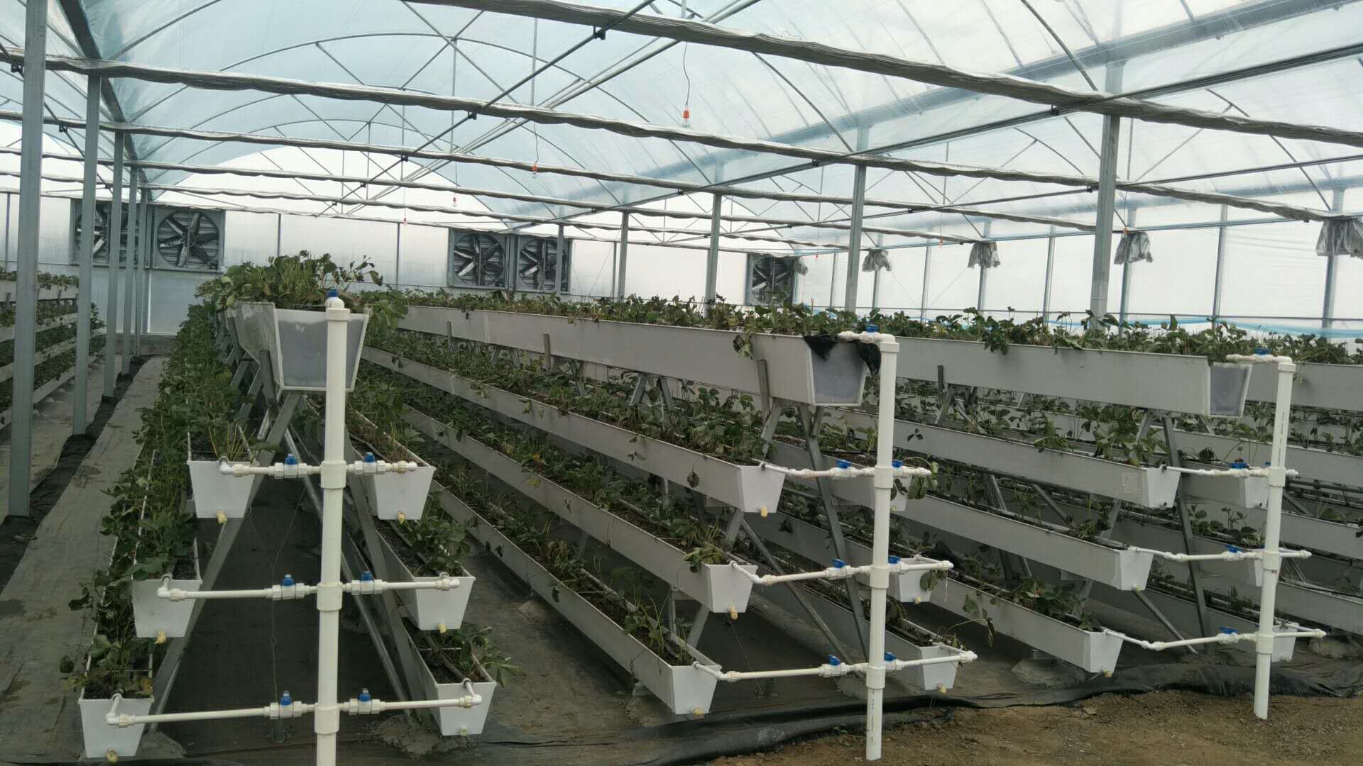 安徽长丰-草莓立体种植架-pvc草莓槽-优质高产