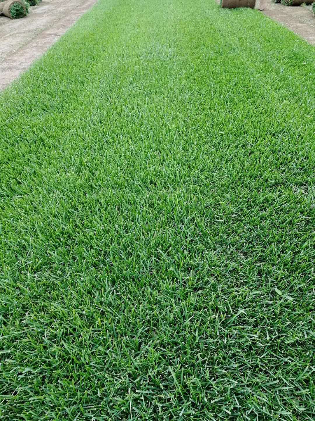 辽宁草坪绿化树怕冻冷吗秦皇岛唐山草坪价格内蒙吉林卖