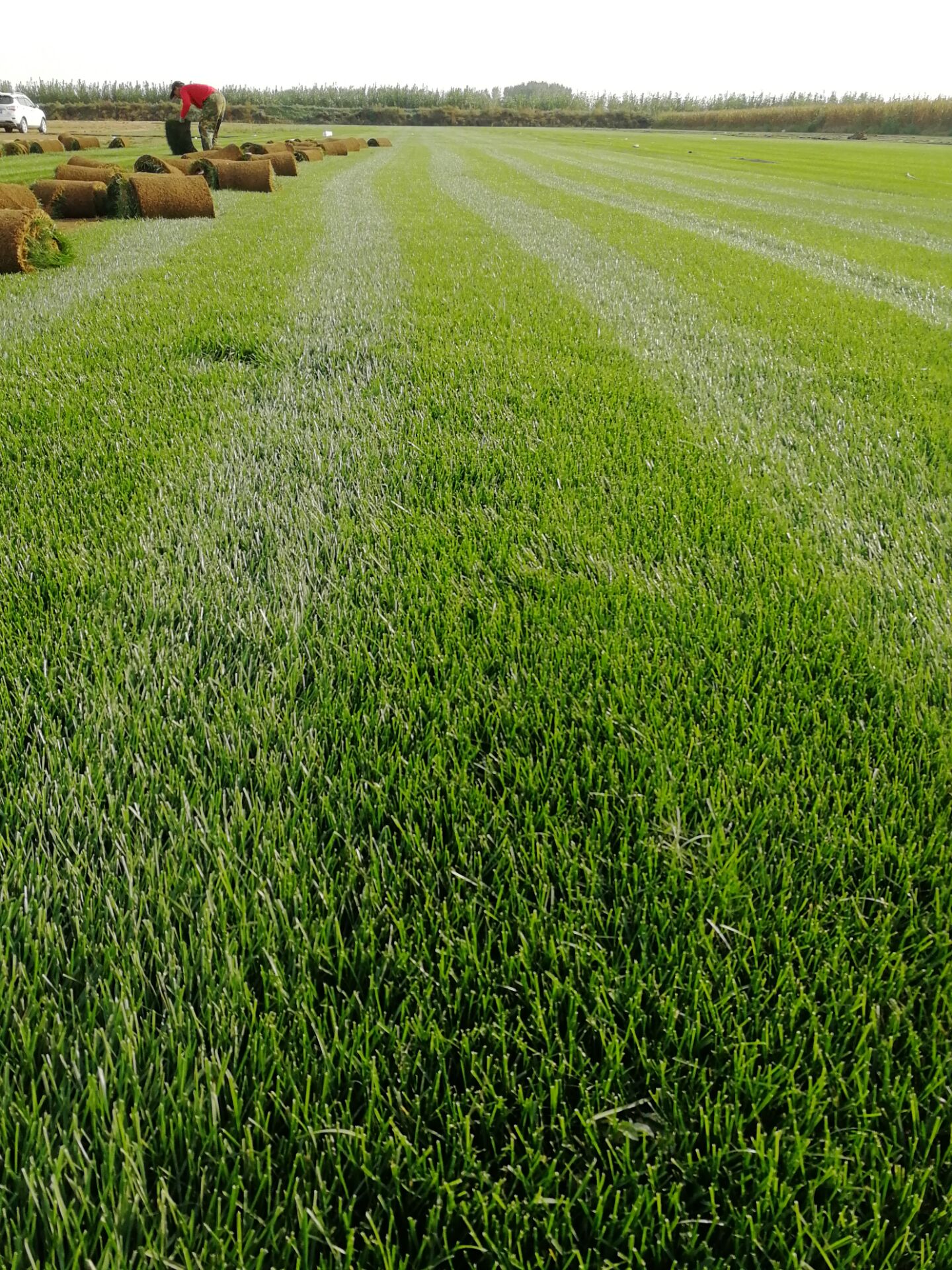 辽宁哪草坪灌木多开花绿化小树绿篱哪便宜大连吉林四平