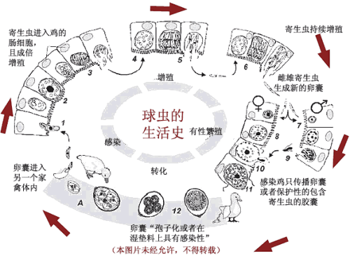 广州管圆线虫生活史图片