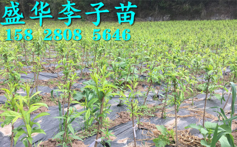 陕西晚熟李子苗种苗批发基地,供应汉中脆红李苗小苗