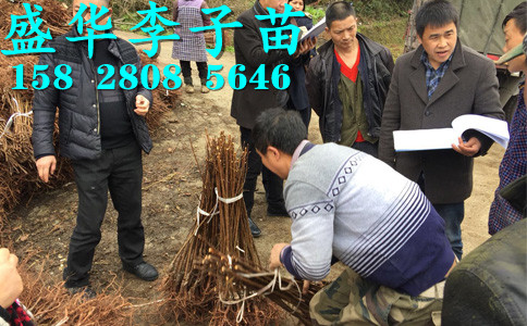 贵州黔南李子苗批发,正宗汶川晚熟脆红李苗哪里有卖