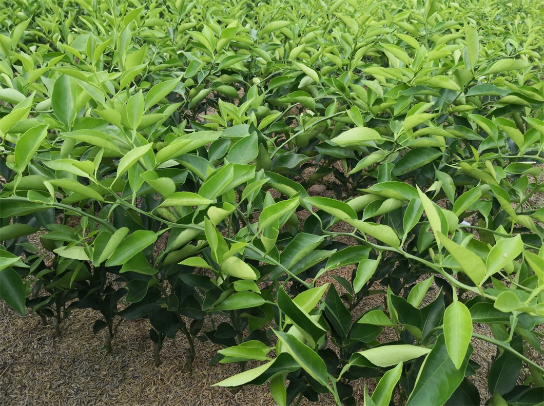 湖南千思晚熟明日见柑橘苗培育基地明日见长势旺盛