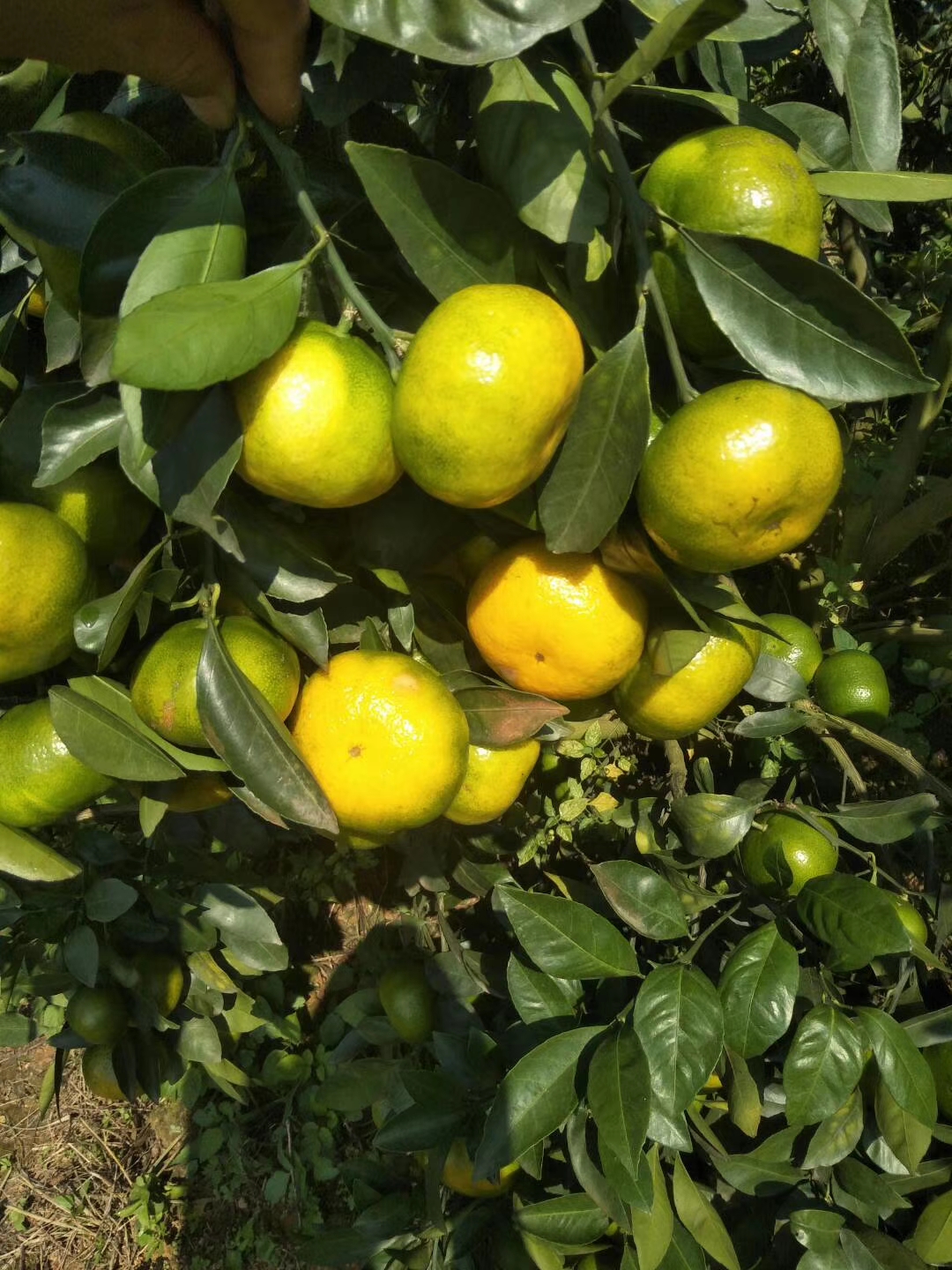 湖南大型果苗公司特早熟柑橘苗大分四号橘苗高度50cm