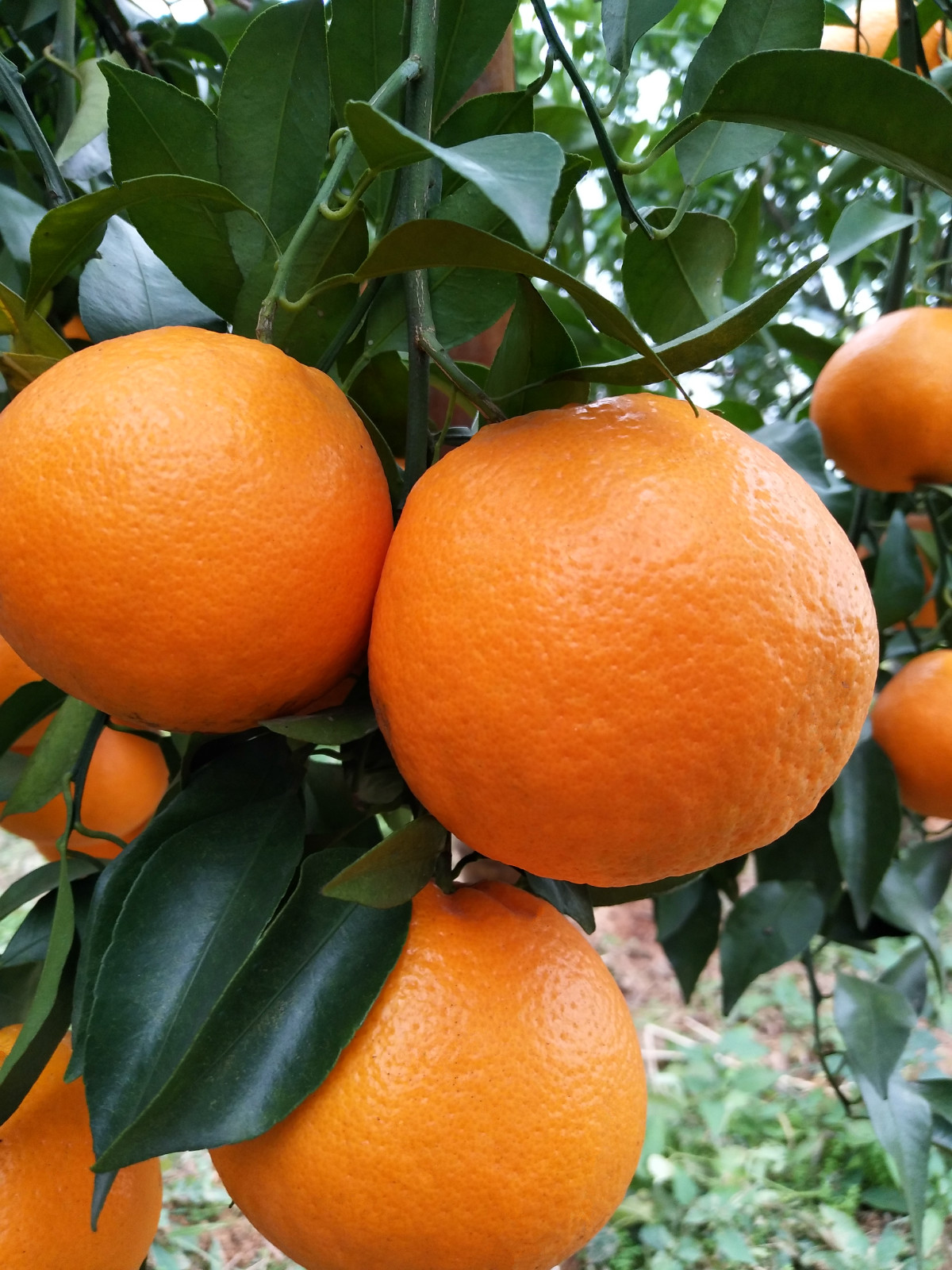 晚熟超级化渣浓甜大雅一号柑橘苗,杂柑大雅1号苗基地