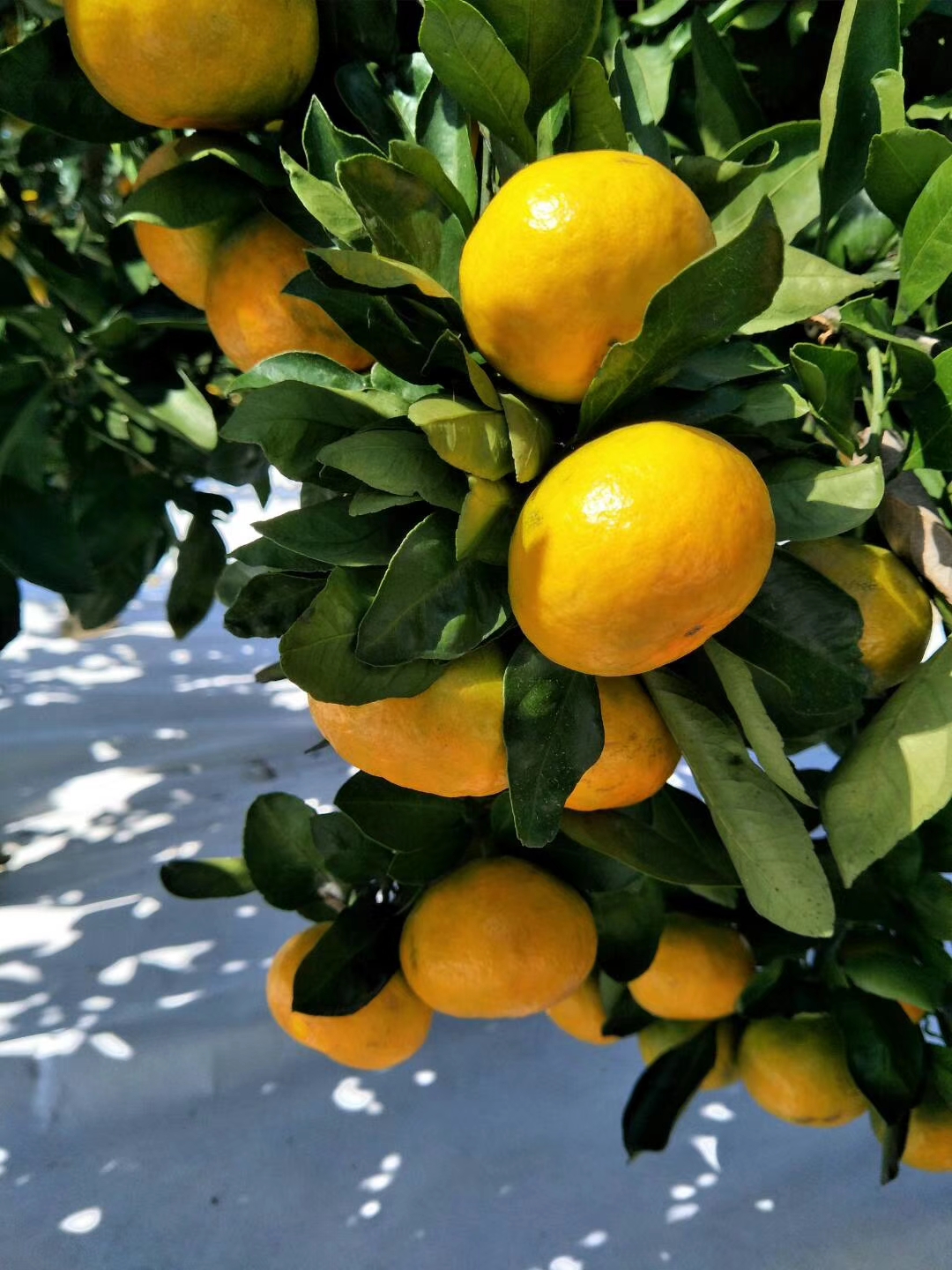 特早熟柑橘大分优先成熟,由良蜜桔属高糖早熟,由良果苗