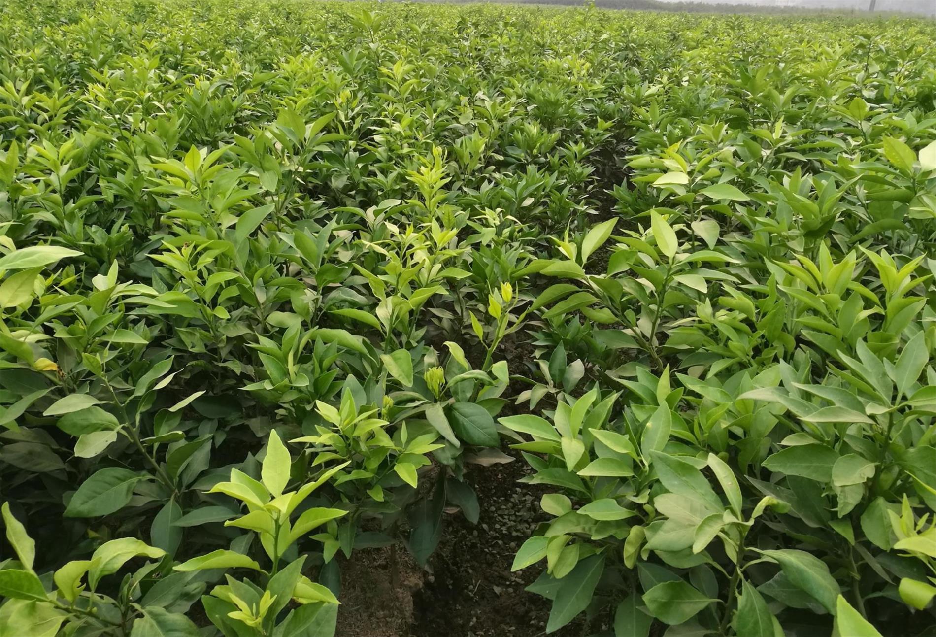 湖南千思农林红美人柑橘种植基地供一年生爱媛38号苗