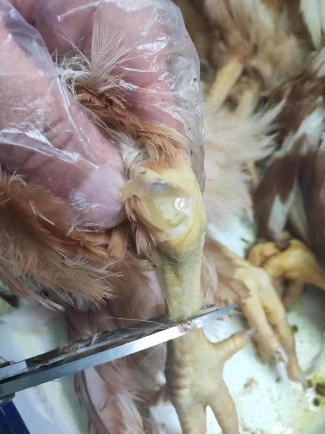 鸡滑液囊支原体病图片