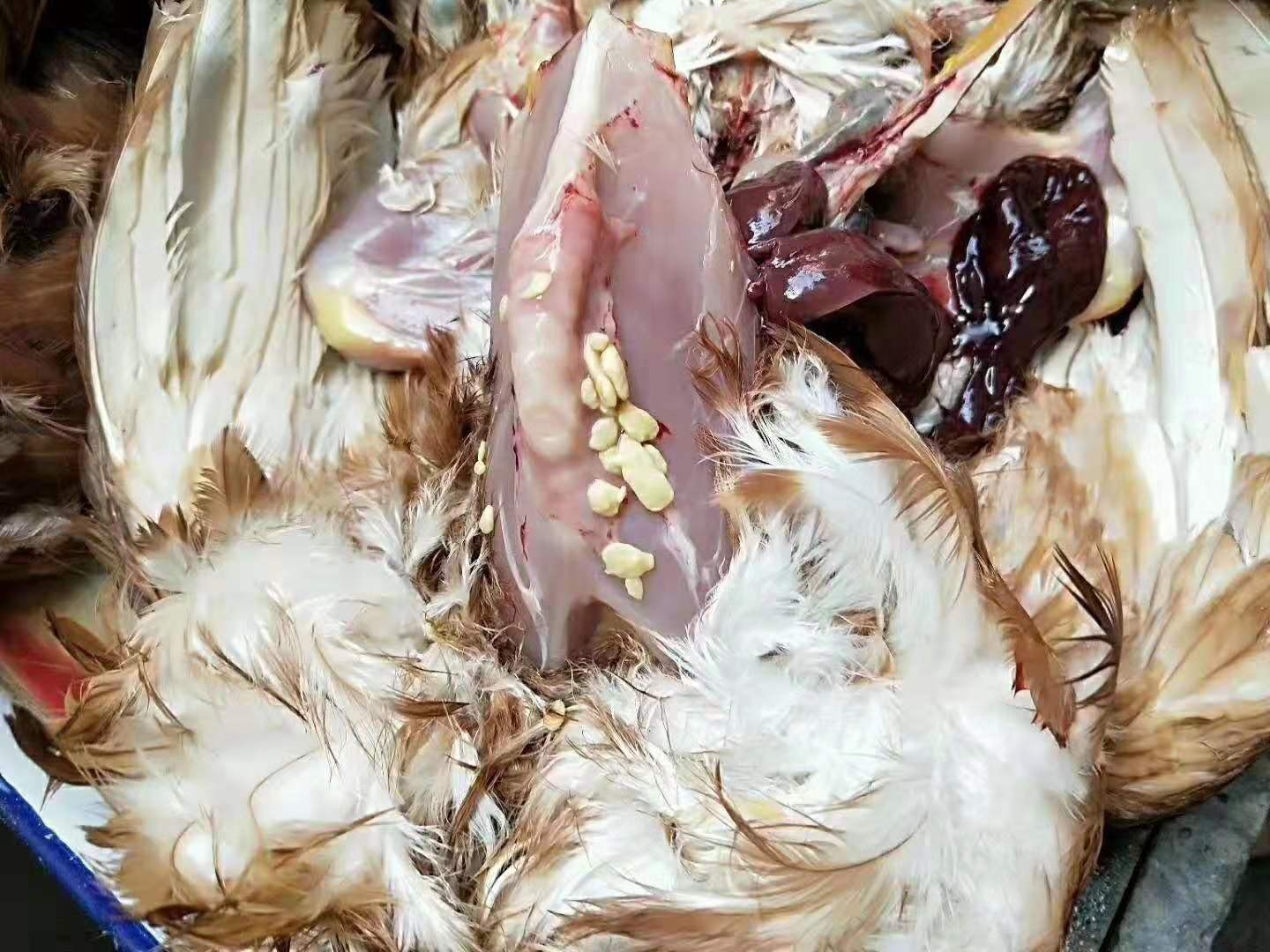 20_产品信息_松山海兰蛋鸡养殖,松山滑液囊支原体,松山鸡常见病_壹佰