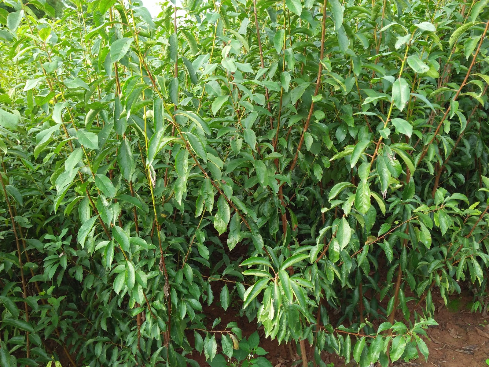 四川晚熟青脆李苗供应,多年经验值得信赖