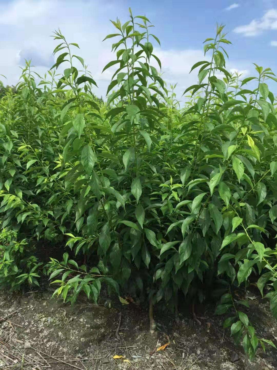 重庆蜂糖李苗出售,立志做中国李子树苗龙头企业