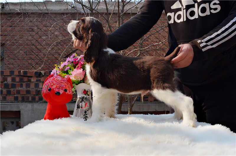 舟山哪有卖纯种史宾格犬翼翔犬舍专业繁殖史宾格犬