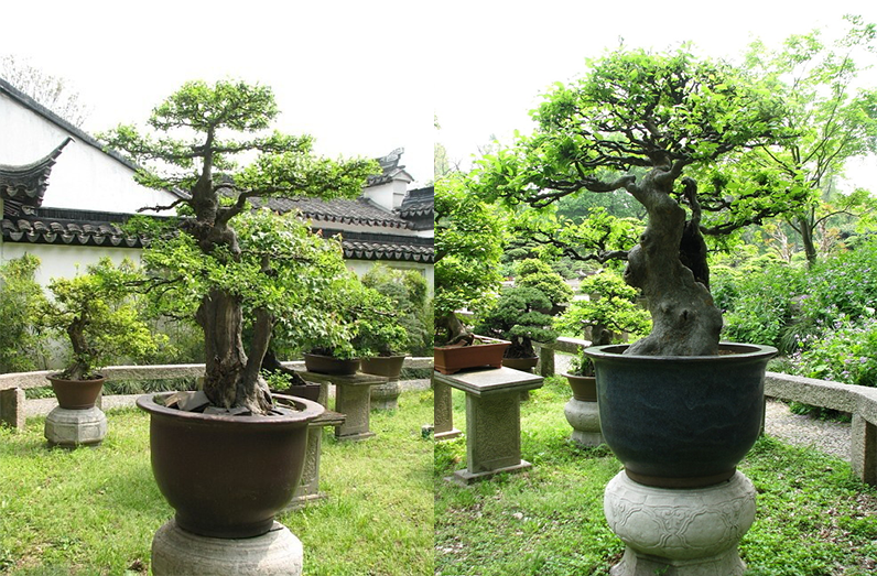 苗圃基地供应园艺盆景松罗汉松盆栽艺术园林景观