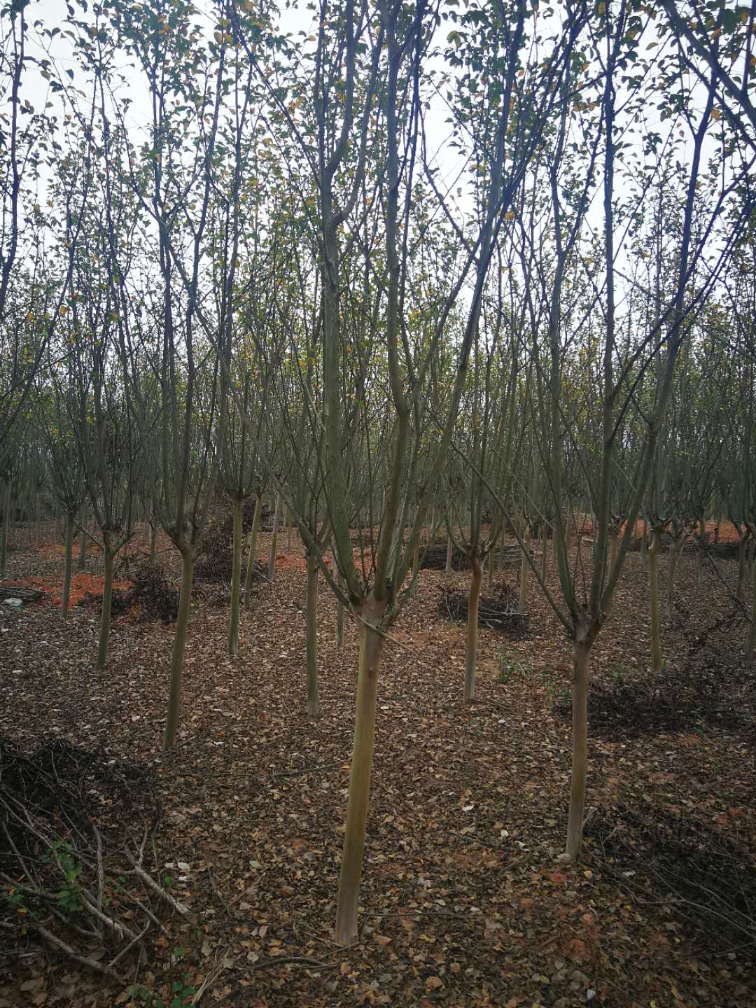 5080高紫薇小苗地径23公分紫薇