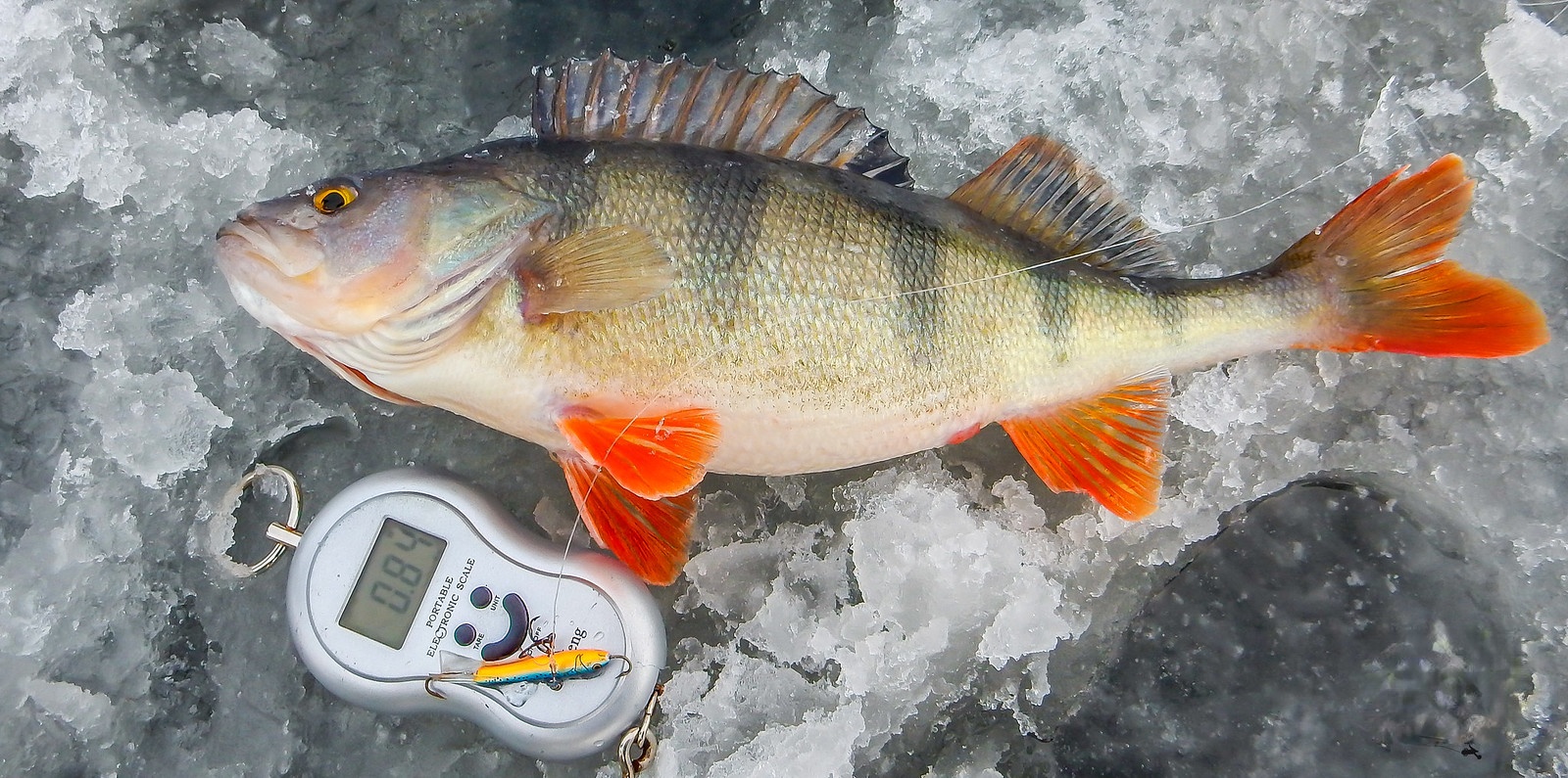 新疆河鲈鱼专卖公司五道黑鱼批发报价