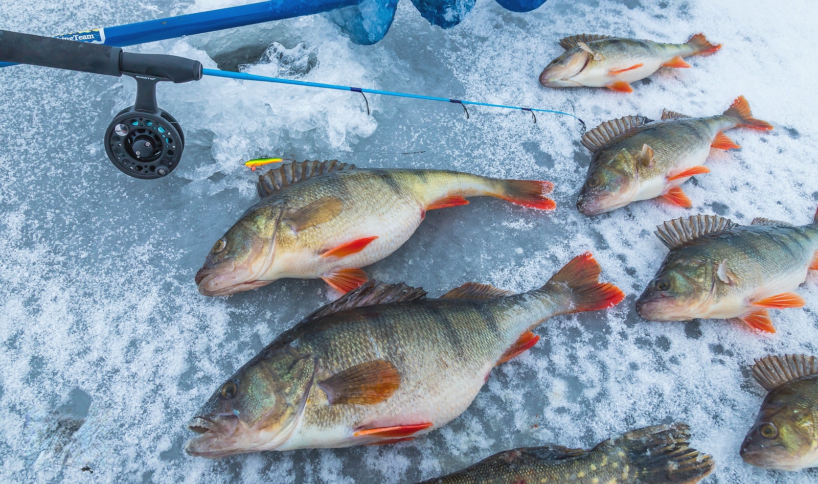 新疆河鲈鱼货源价格冷冻五道黑鱼供应商