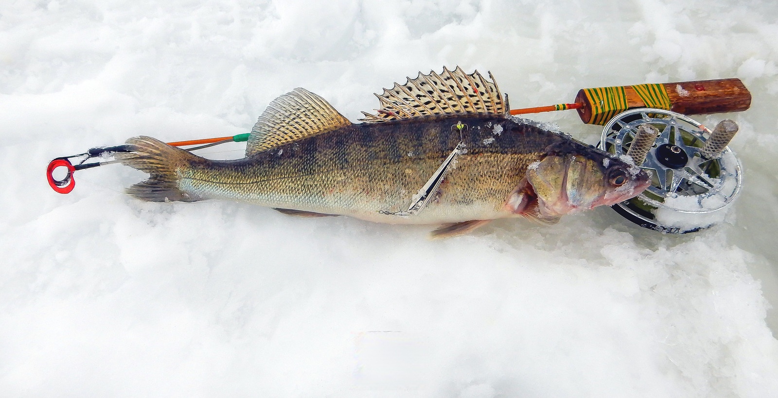 新疆冷水鱼有哪些品种图片