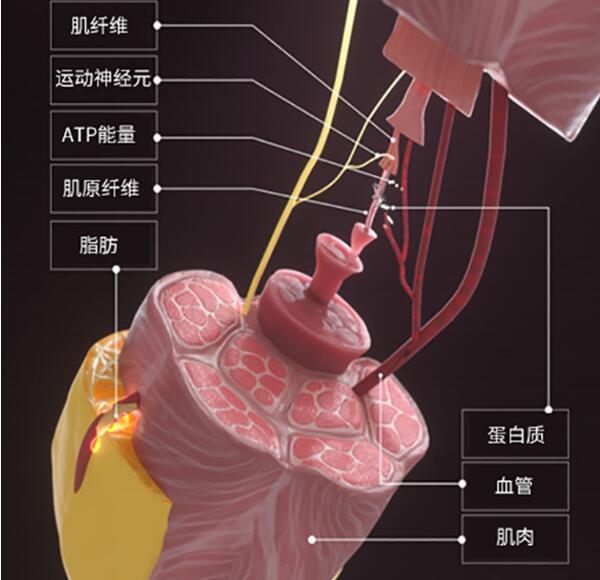 磁優(yōu)塑爆脂儀3.jpg