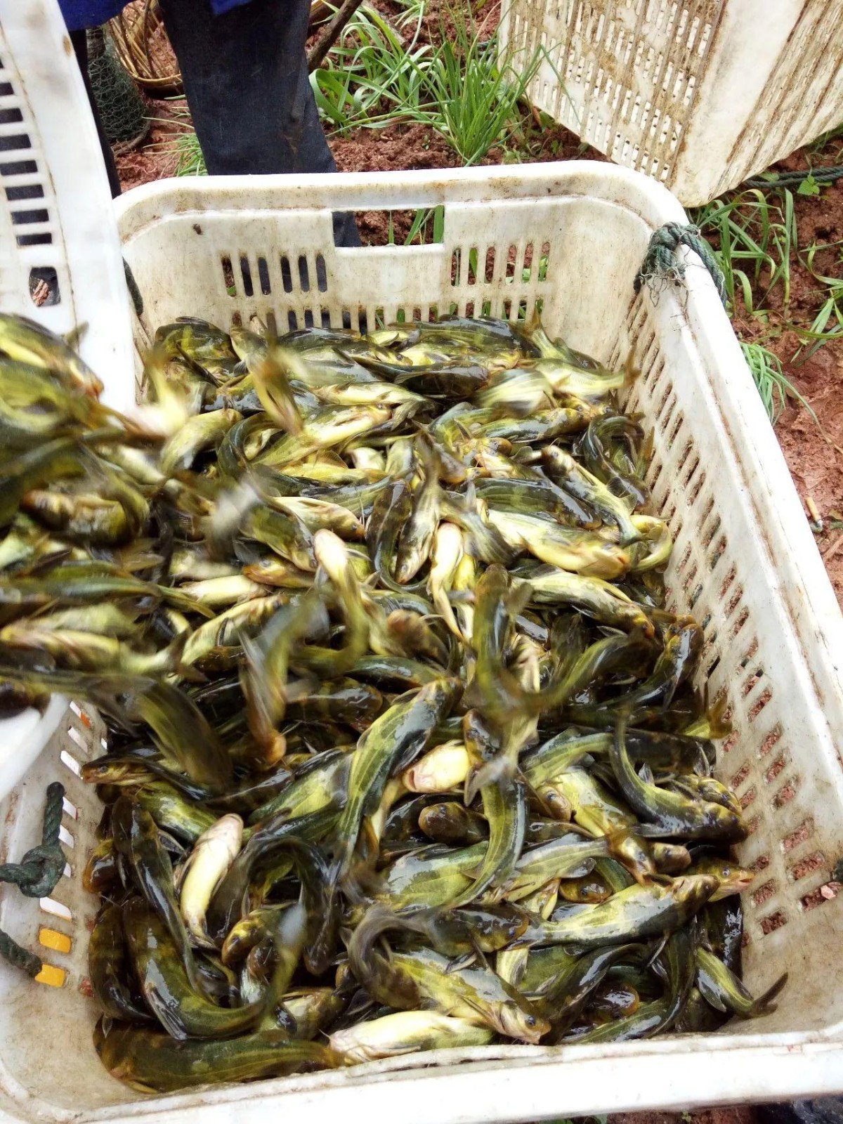 宜宾养殖黄骨鱼利润开展互联网化模式养殖