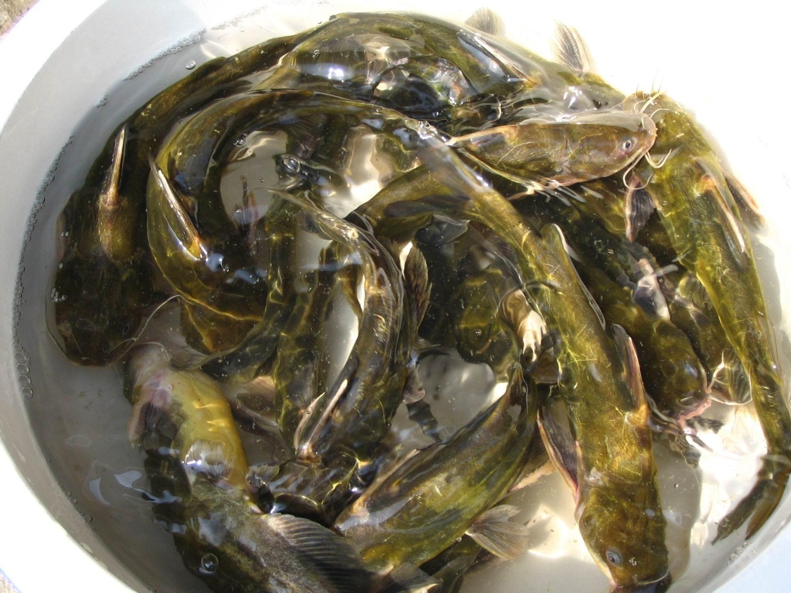 毕节黄骨鱼养多久可以上市给渔农之所需解渔农之所急