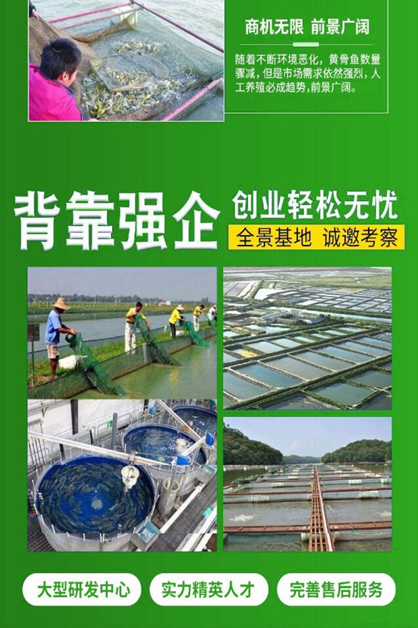 黄骨鱼养殖 黄骨鱼养殖骗局详情