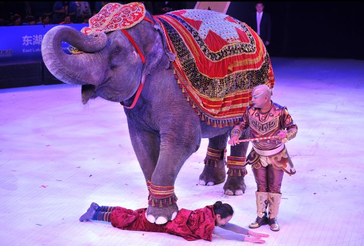 马戏团表演出租长期活动价格