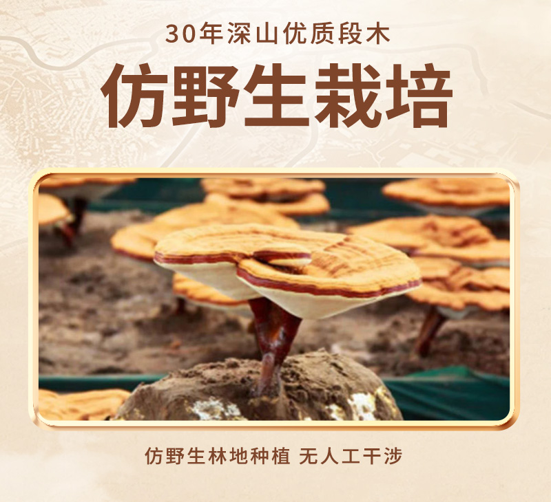 灵芝丹(1)详情_04.jpg