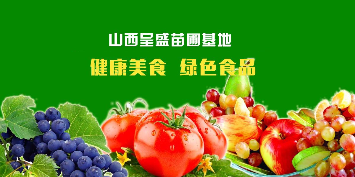 紫叶李苗圃