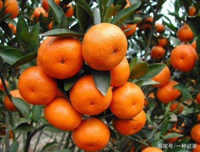 受疫情影响,龙门年桔滞销8万吨