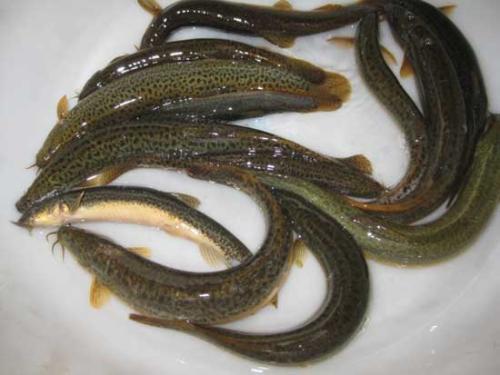 四十亩水田养殖泥鳅不投饲料,应该注意哪些方面?