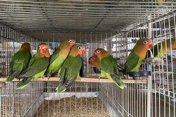 养鹦鹉30年了,咋就"突然"犯法了?